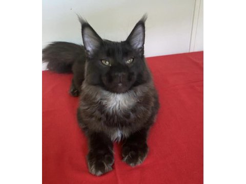 Kocaman maine coon erkek ns