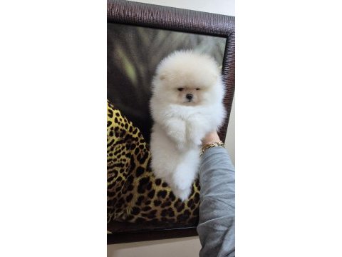 Üst kalite efsane dişi pomeranian