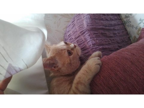 British shorthair ve iran kırması paşa