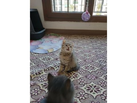 British shorthair kediler