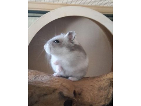 Hamster gonzales yavruları heryere gönderim