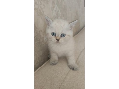 Güzeller güzeli bir bebek kedimiz