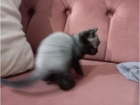 Teslime hazır blue point british shorthair yavrular