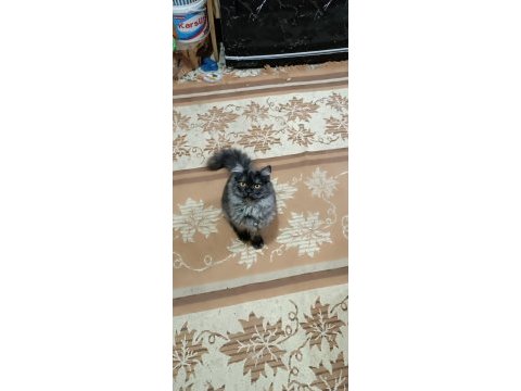 British shorthair kedim çok akıllı