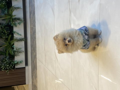 2.5 aylık dişi pomeranian yavrumuz