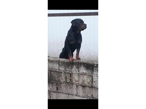 Alan koruması üst seviyede rottweiler