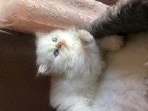 Beyaz chinchilla