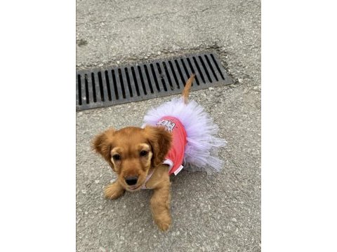 Cocker köpeğim firuzeye yuva arıyorum