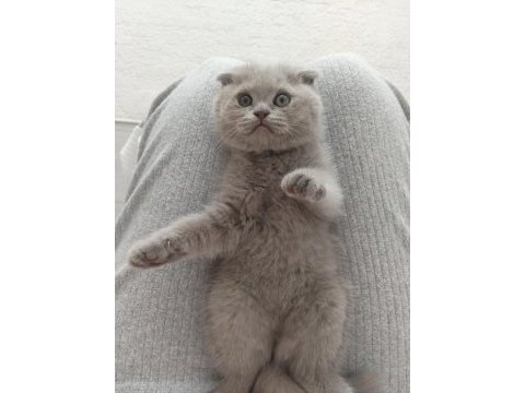Lilac özel renk dişi scottish fold
