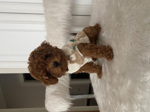 Toy poodle köpeğimiz