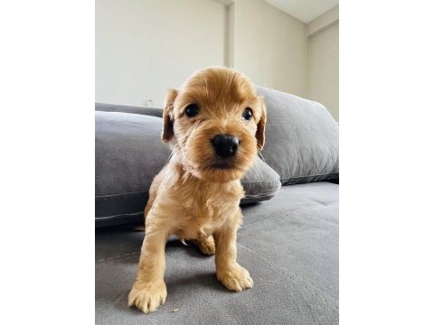 Cockapoo cinsi