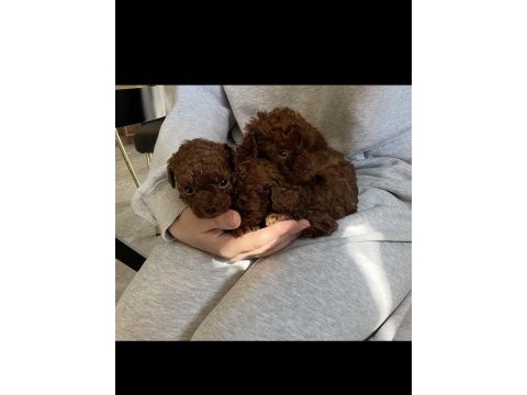 Irk kilo ve sağlık garantili poodle yavrular