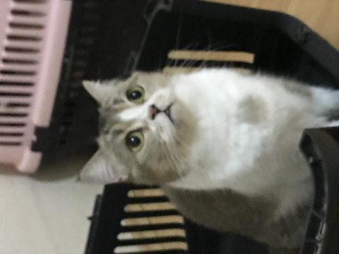 Ücretsiz sahiplendirme british shorthair kedisi