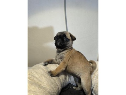 A kalite ırk garantili pug mops yavru