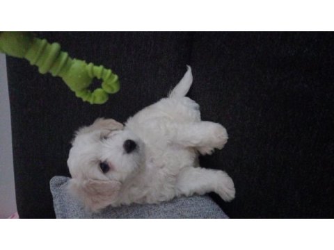 Maltese terrier iki aylık