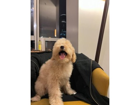 Maltipoo yılbaşı hediyeniz hazır mı?