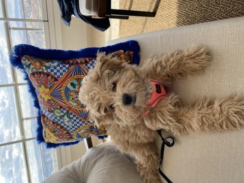Ankara çipli aşılı kaliteli maltipoo yavru