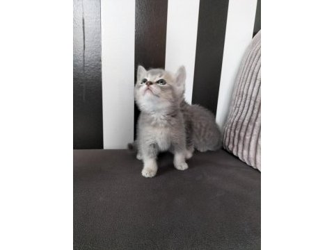 British shorthair blue golden ay11 erkek yavru