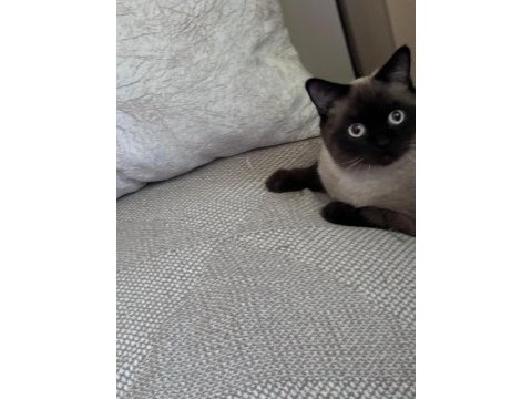 Pablo 1 yaşında erkek siyam kedisi