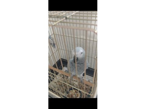 Petshop kuşu değildir özel bir jakodur