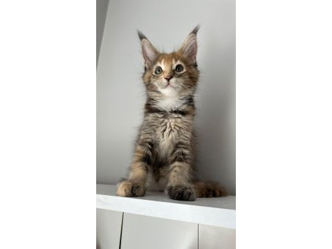 Minik dev maine coon prenses isabella