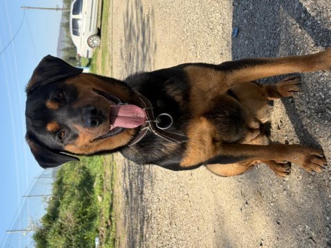 11 aylık kısır sağlıklı rottweiler