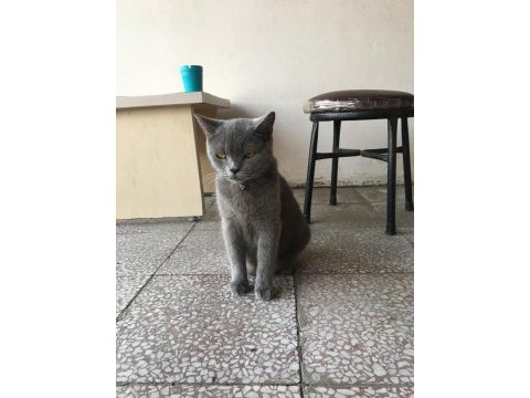 British shorthair