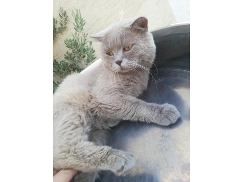 Yetişkin erkek british shorthair