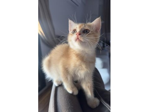 Golden ny12 british shorthair