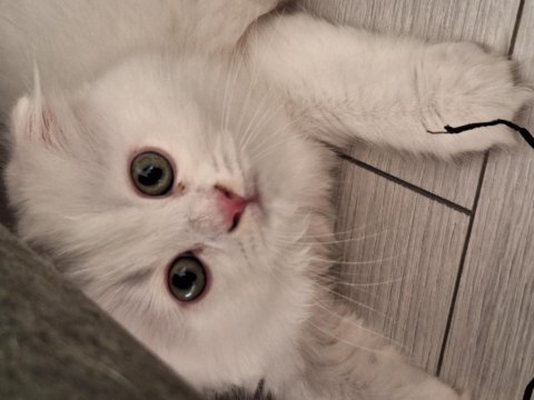 Erkek yavru scottish fold