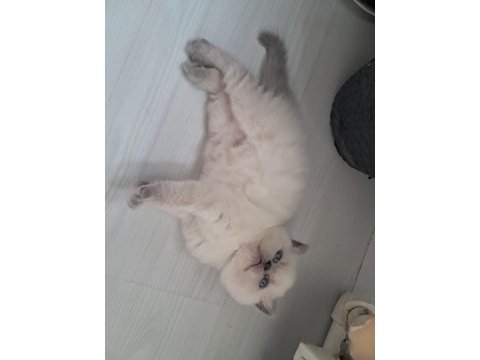 British shorthair blue point yavrularımız