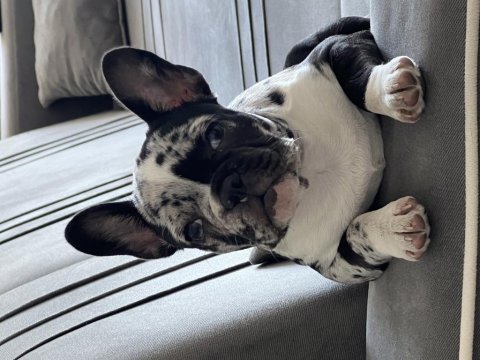 Black merle ten french bulldog