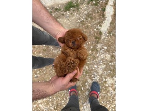 Kore teacup poodle yavrularımız