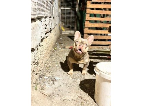 New shade isabella tan erkek french bulldog