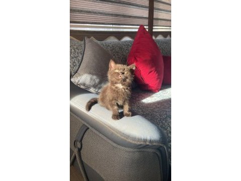 Cinemom brown kahverengi scottish fold yeni yuvasını arıyor