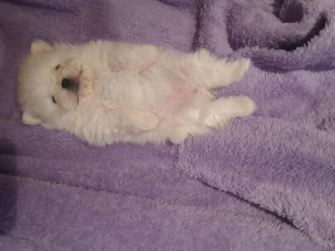 A kalite pomeranian bebeklerim