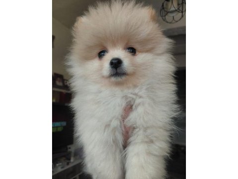 Pomeranian bebek köpeğimiz