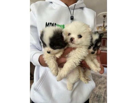 Pomeranian dişi ve erkek yavru