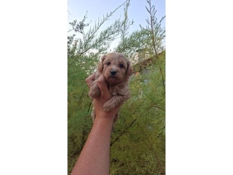 F1 0 numara maltipoo yavrularım hazır