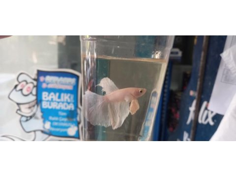 Satılık betta balıkları