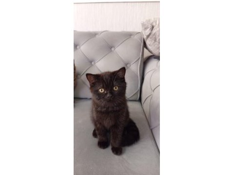 3 aylık siyah ve kahverengi british shorthair