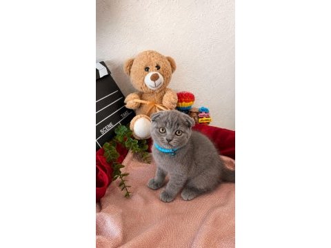 Top kafalı scottish fold ve british shorthair bebekler