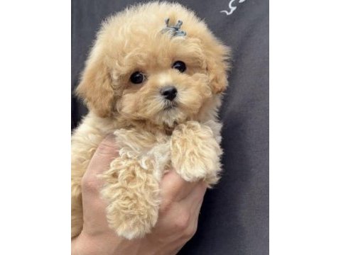 Toy poodle safkan köpeğimiz