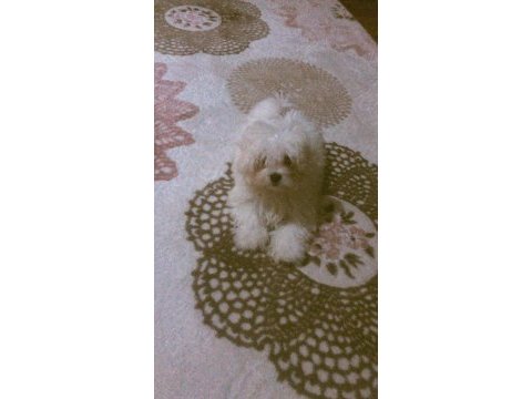 Terrier maltese