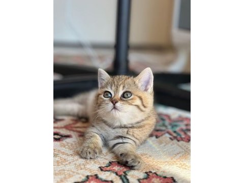 British shorthair yavru erkek dişi