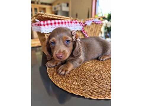 Birbirinden güzel dachshund yavrularımız