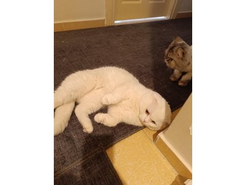 Erkek damızlık bembeyaz scottish fold