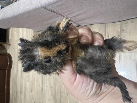 Sağlıklı guinea pig yavruları