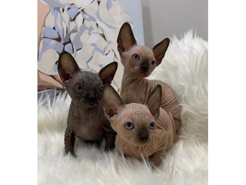 Özenle yetiştirilen sphynx bebekler