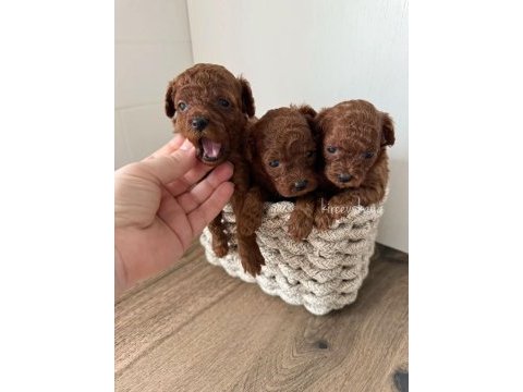 Orijinal toy poodle köpeği